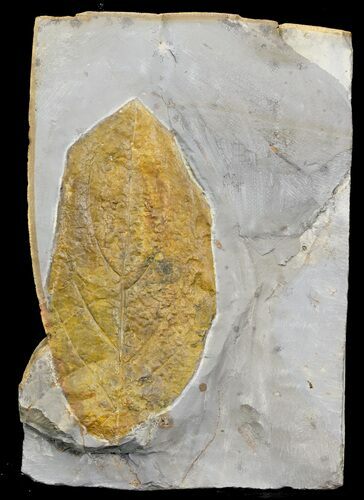 Fossil Dogwood Leaf - Montana #31985